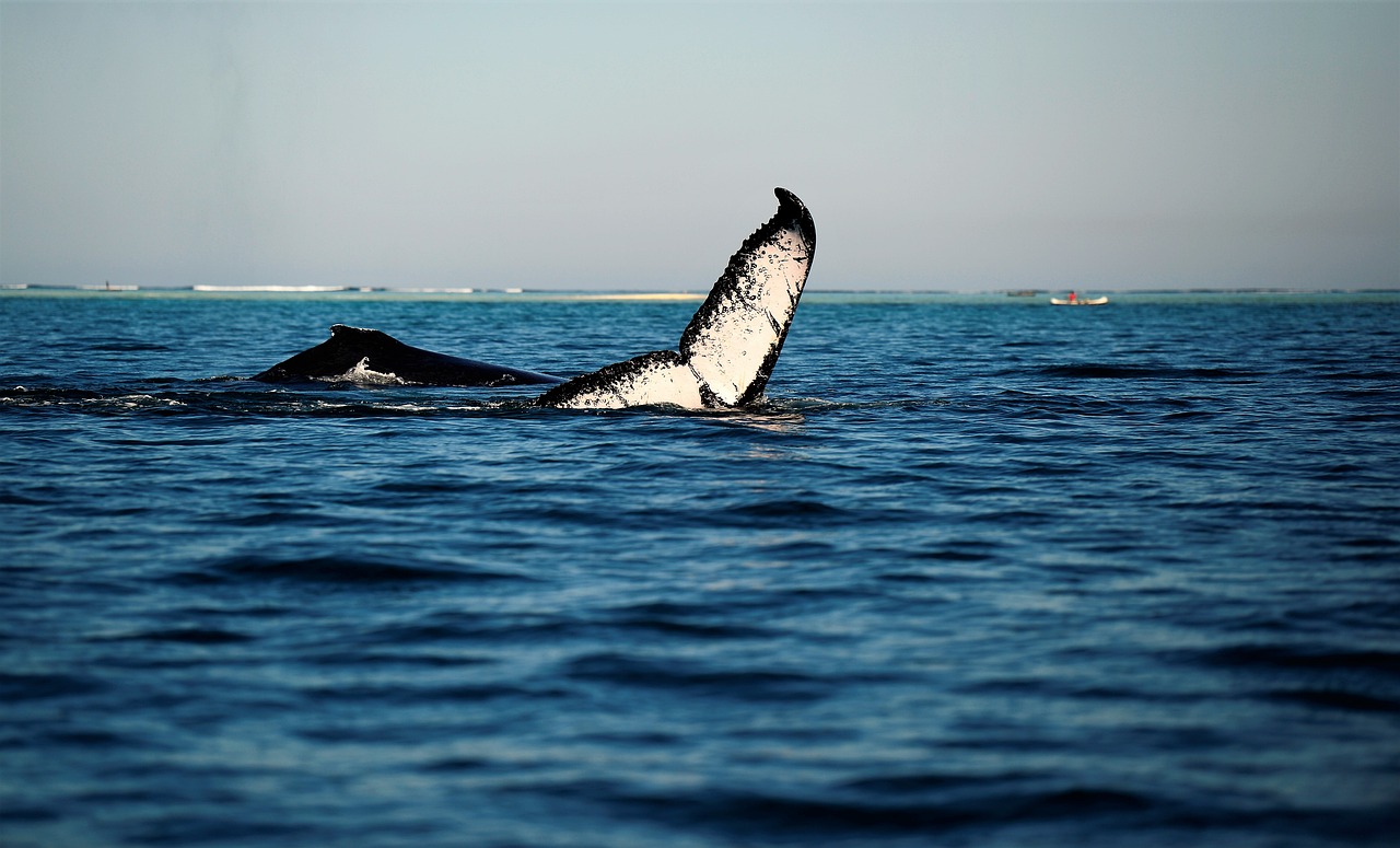 whale, wales, the humpback whale-5132205.jpg